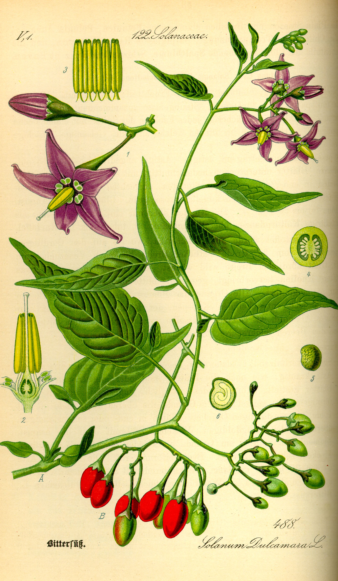 Красные кукушкины гроздья, барабойник (Solarium dulcamaraL