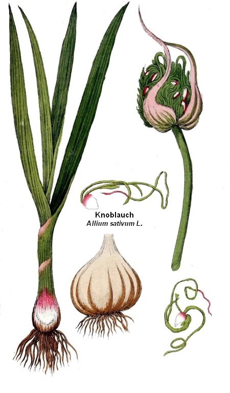 Knoblauch - zurück all