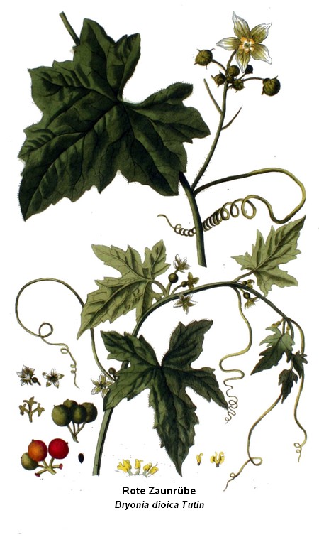 Rote Zaunrübe - zurück bry