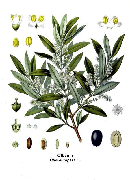 Ölbaum - zurück ole