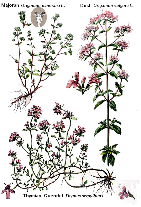 Origanum u.a. - zurück ori