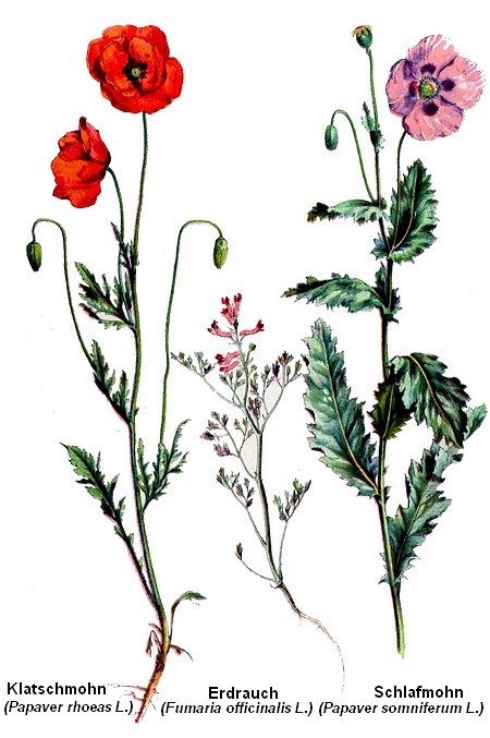 Mohn - zurück ponci