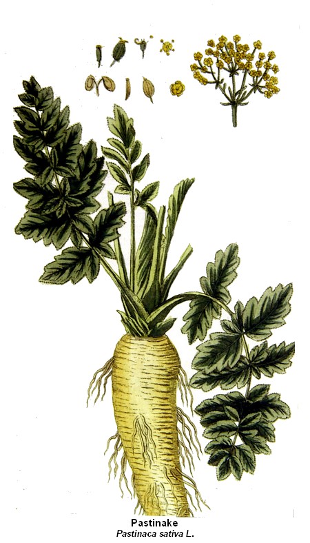 Pastinake - zurück pas