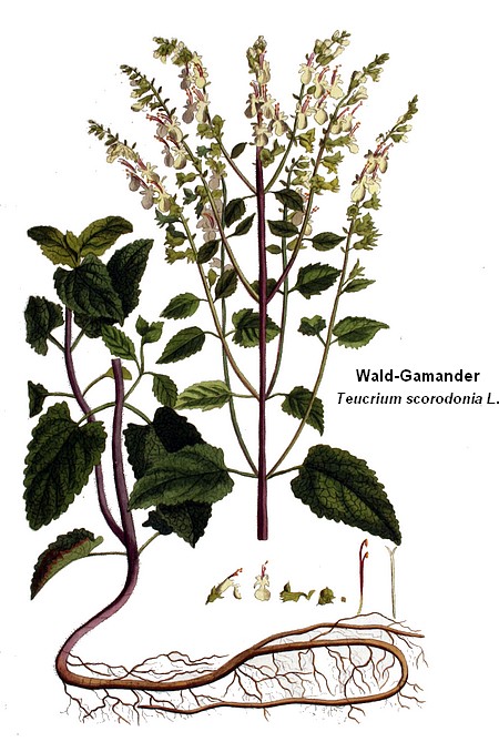 Wald-Gamander - zurück teu