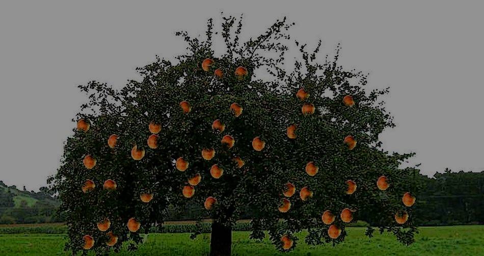 Apfelbaum