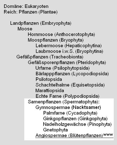 pflanzensystematik