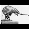 Elefant.jpg